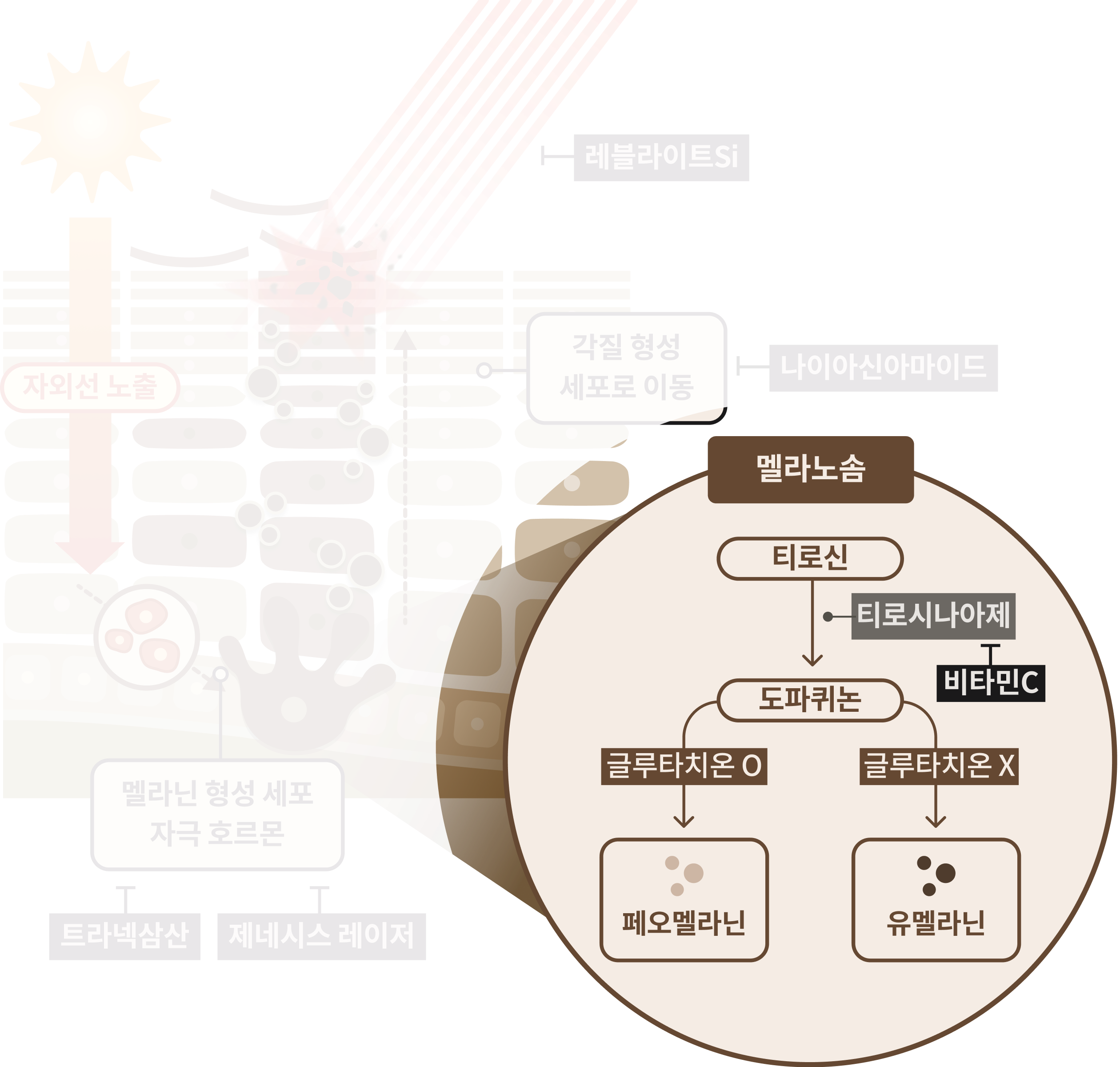 맑고 환하게 피부톤 미백 멜라닌 생성 억제 1