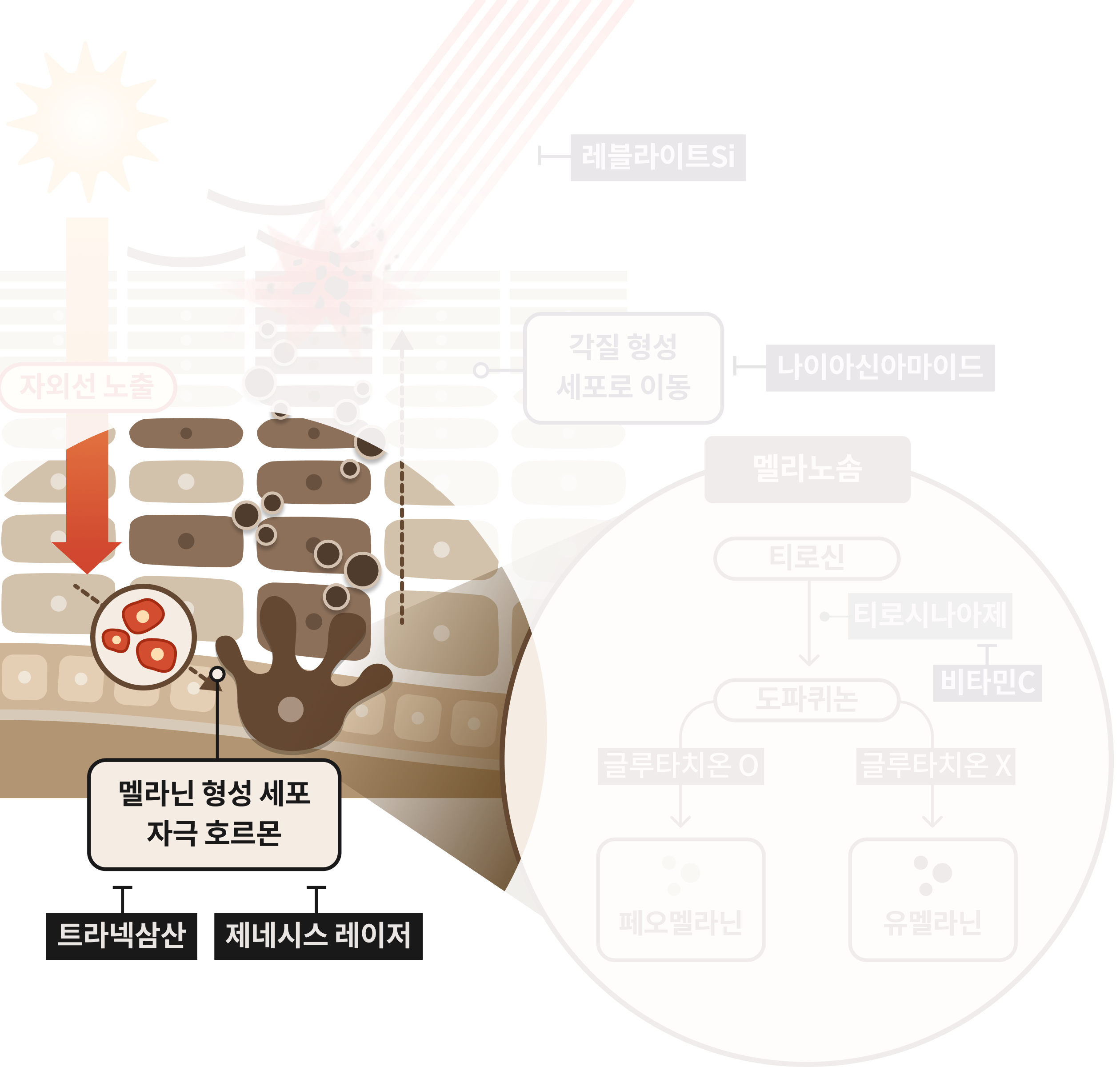 맑고 환하게 피부톤 미백 멜라닌 형성 자극 억제