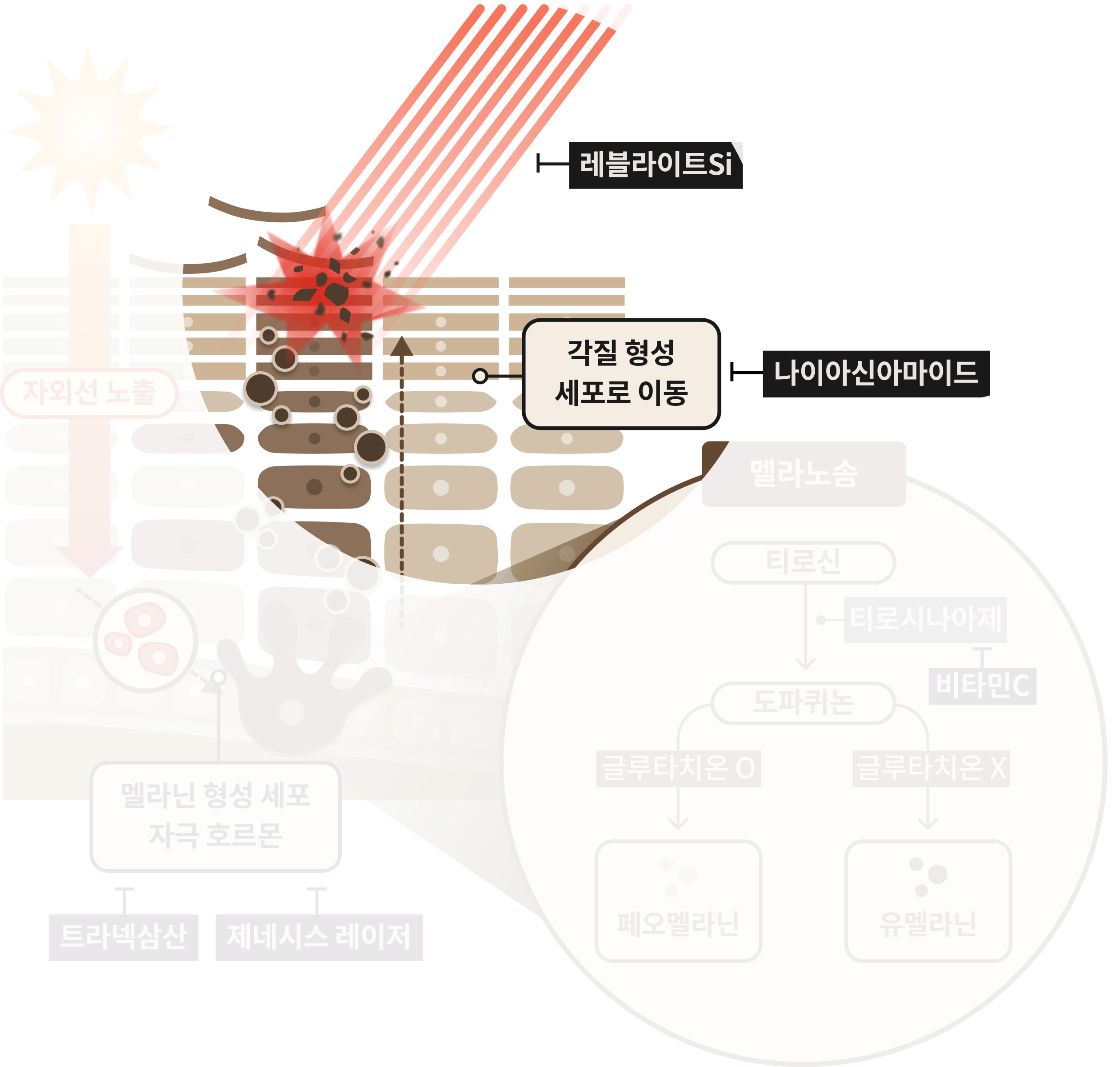 맑고 환하게 피부톤 미백 멜라닌 생성 억제 2